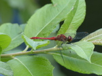 FZ008306 Red dragonfly.jpg